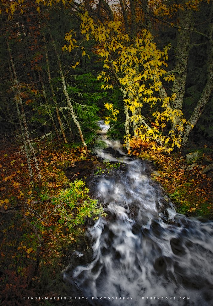 Forest Stream