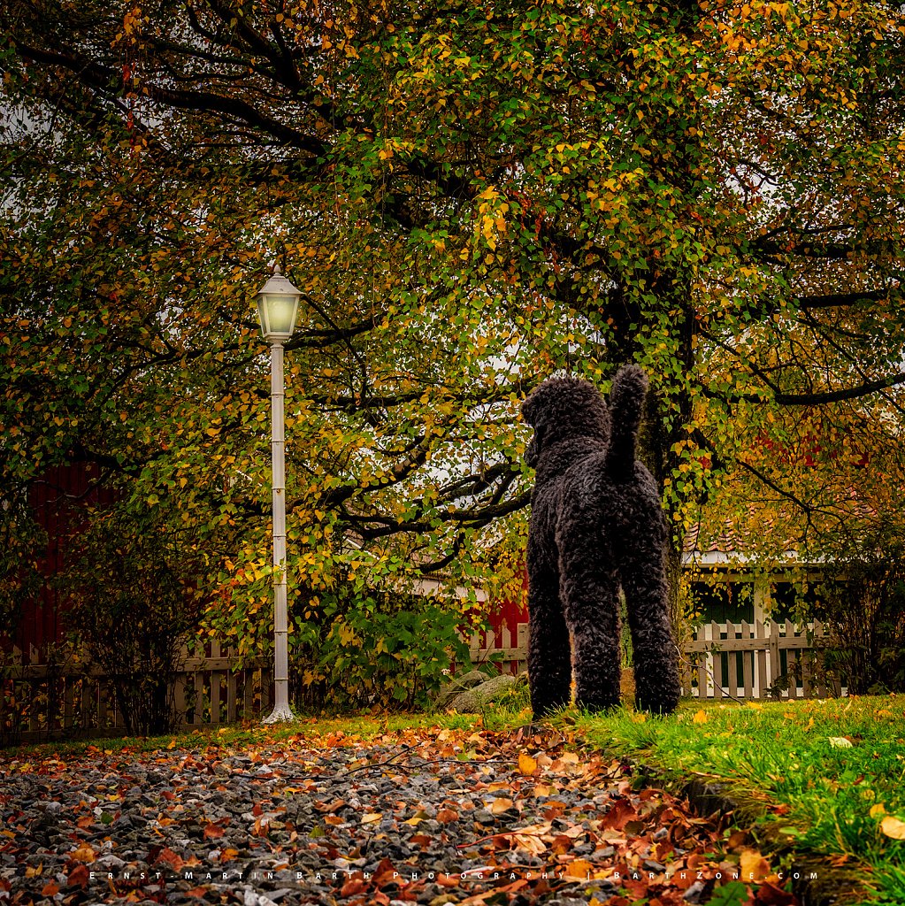 Autumn colours in the Garden