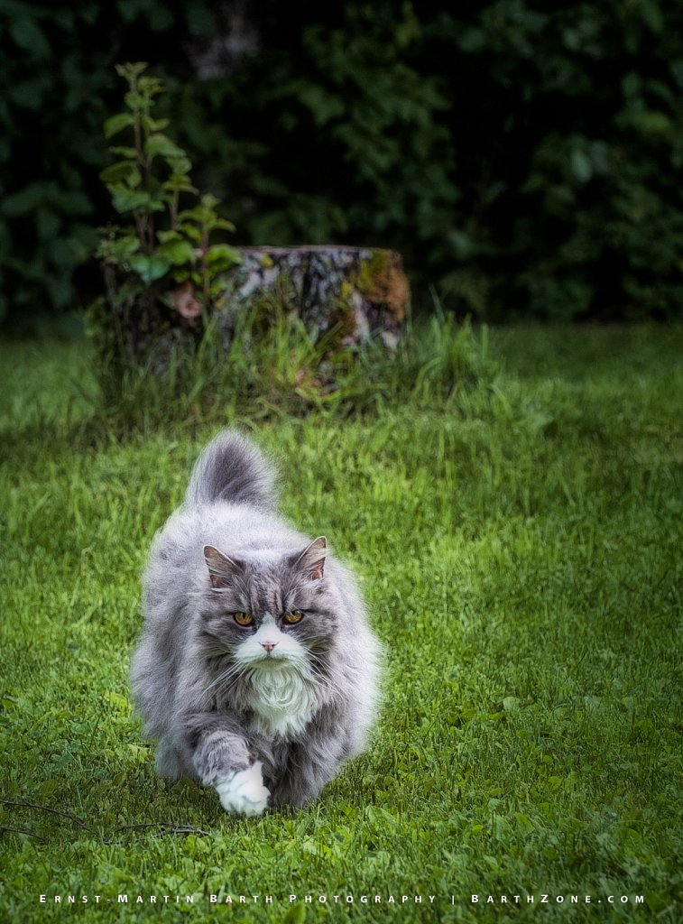 Conny the cat, age 17