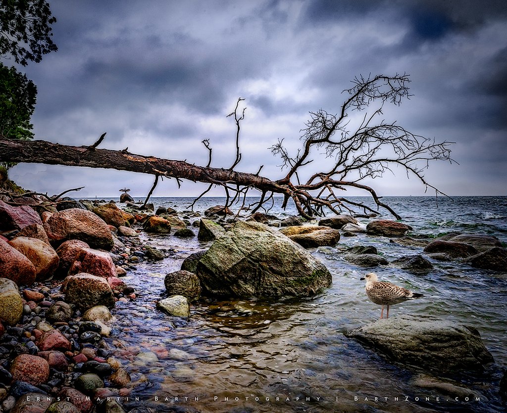 The spider tree