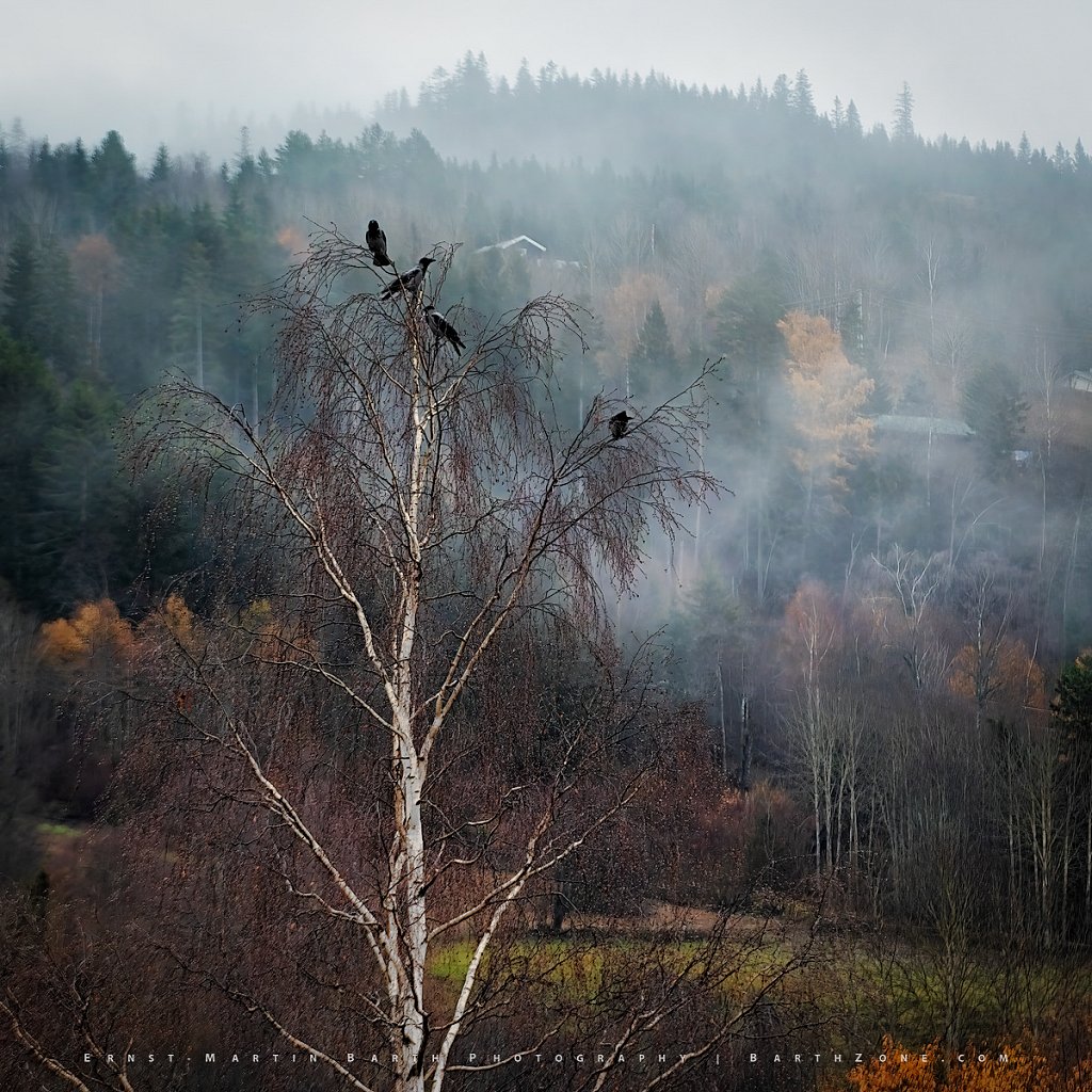 Crow Parliament in session