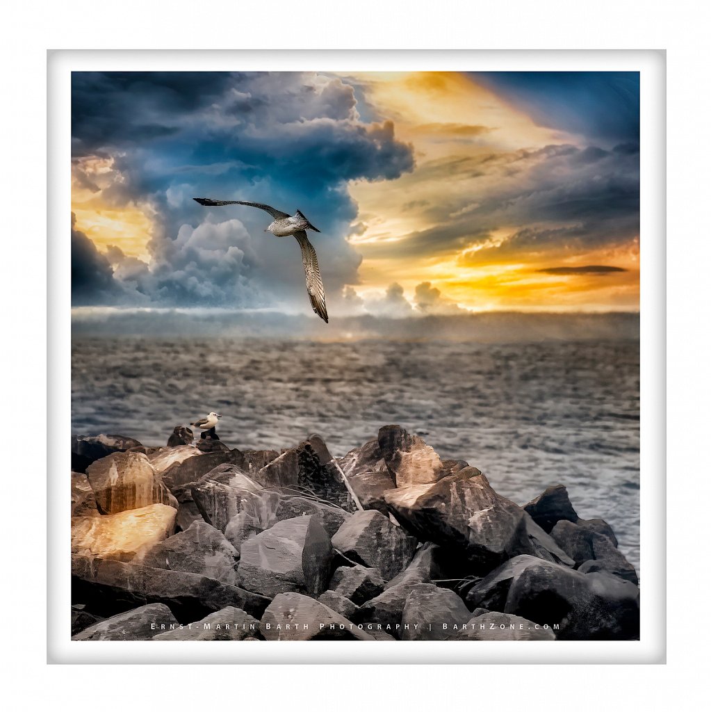 Baltic Seagulls