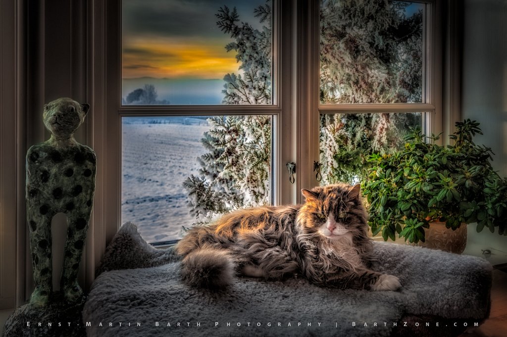 Conny the Cat, age 18½